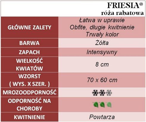 Friesia róże rabatowe gł. zal